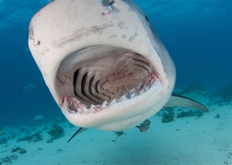 Marine Scientist Almost Dives Into a Shark's Mouth in Hawaii - WanderWisdom News