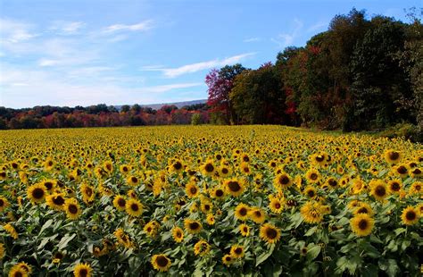 Field of Sunflowers in Autumn Photograph by Melissa Nykorchuk | Fine Art America