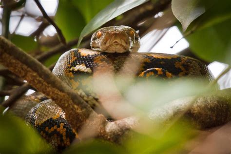 Python - KHAO SOK National Park, Thailand