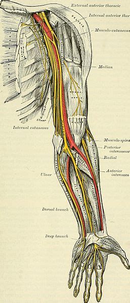 cpt code for posterior interosseous nerve neurectomy - filipinoCultureArtDrawingLandscape