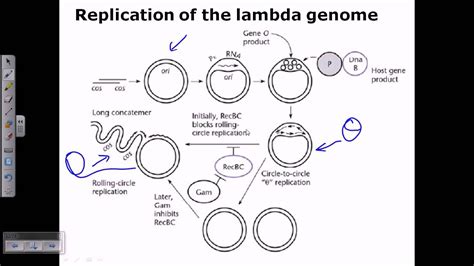 Lambda Virus : Lambda Phage A Classic Model Keeps Evolving Minione Systems : Lambda strains ...