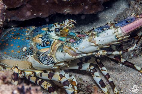 Ornate Spiny Lobster – Facts and Photographs | Seaunseen