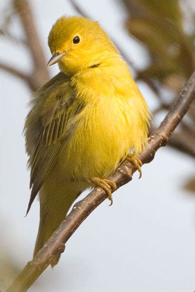 The Yellow Warbler Beautiful Bird | The Wildlife