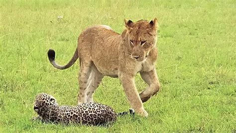 9 lions vs. 1 leopard - Africa Geographic