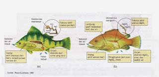 OSMOREGULASI