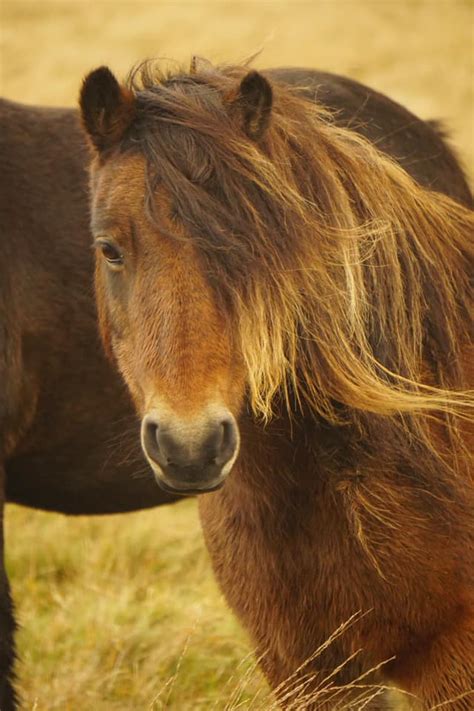 The Famous Dartmoor Ponies - Information on the Dartmoor Pony