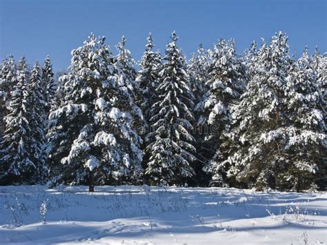 Coniferous Forest Under Snow Stock Image - Image of north, hoar: 8266595