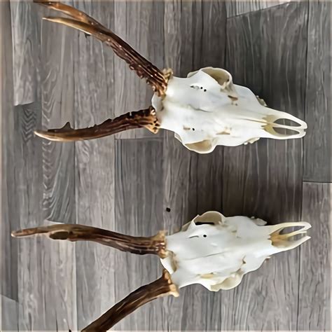 Roe Deer Antlers for sale in UK | 44 used Roe Deer Antlers