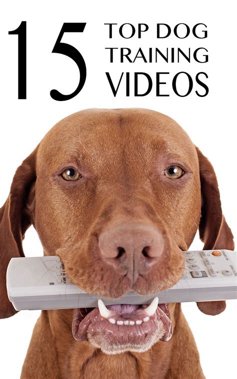 15 Free Top Quality Dog Training Videos - Selected By Pippa Mattinson