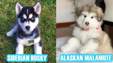 Siberian Husky vs. Alaskan Malamute | Complete Comparison