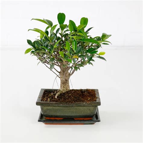 Bonsai Fig Tree | Miniature Fig tree with Ceramic Glazed Pot | UK