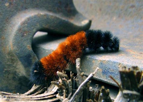 Woolly Bear Caterpillars and Weather Prediction (2022)