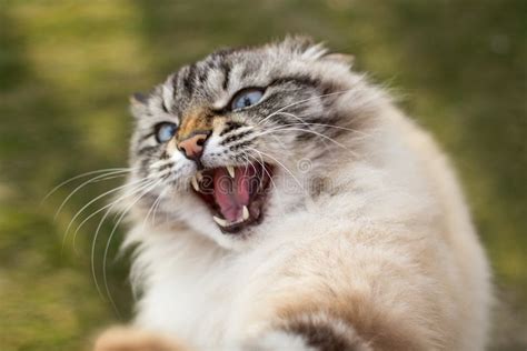 Angry Siamese Cat Stock Photos - Free & Royalty-Free Stock Photos from ...