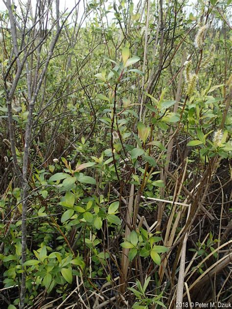 Salix planifolia (Diamond-leaf Willow): Minnesota Wildflowers