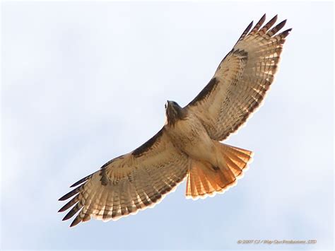 TrekNature | Soaring Red-Tailed Hawk Photo | Hawk spirit animal, Red tailed hawk, Hawk photos