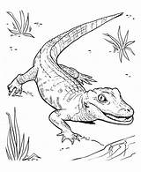 Alligators  Free Coloring Pages sketch template