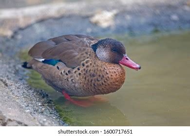 Male Brazilian Teal Brazilian Duck Amazonetta Stock Photo 1600717651 ...