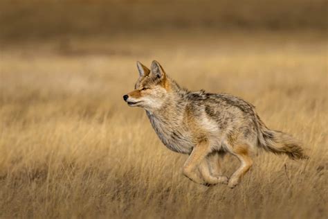 Do Coyotes Bark? Understand the 11 Common Sounds They Make - A-Z Animals