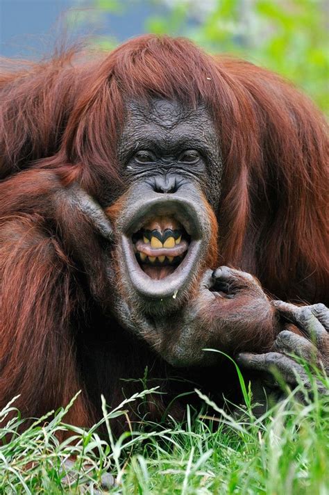 Bad Orang Day | Animals beautiful, Primates, Orangutan