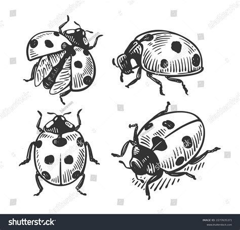 1,815 Ladybug Tattoo Images, Stock Photos, 3D objects, & Vectors | Shutterstock