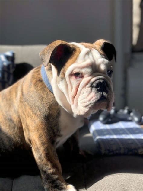 7 Most Common English Bulldog Allergies – The Bulldog Blog