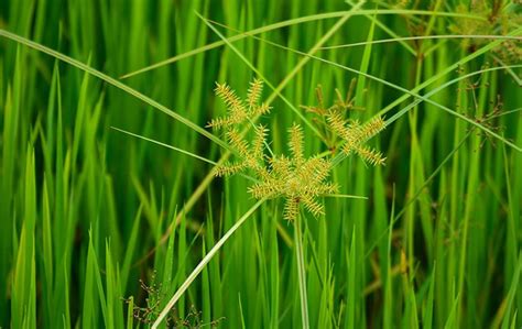 Sedge Weed Identification Guide | Coastal Lawn and Pest Inc.