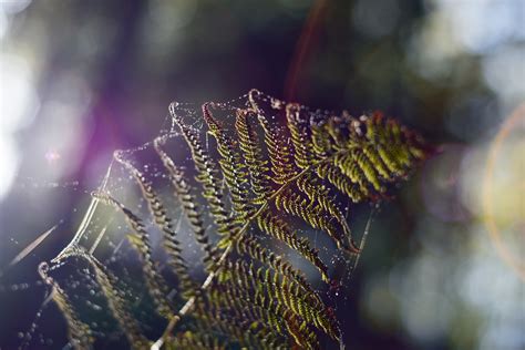 The Yellow Garden Spider: Sometimes Faithful, Sometimes Mischievous