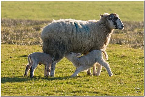 Welsh Lamb | We had a trip to Wales yesterday in glorious wi… | Flickr