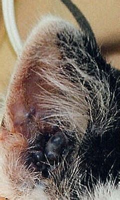 Ceruminous Cystomatosis - takingtrend