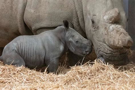 First photos and video of rare southern white baby rhino born at Knowsley Safari – Birkenhead News