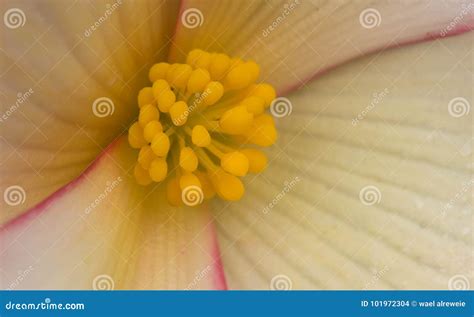 Extreme Close Up of a Colourful Flower Stamen and Stigma. Stock Photo ...