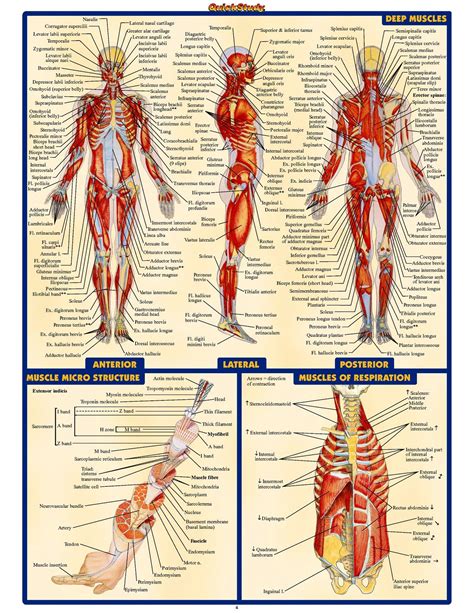 Human Physiology Pdf Books