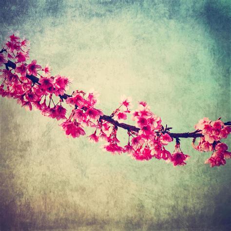 cherry blossom vintage with texture and sotf light for natural background 19925726 Stock Photo ...