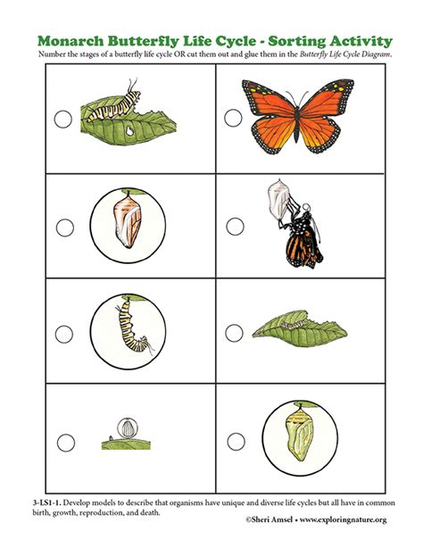 Butterfly Life Cycle Cut And Paste Worksheet