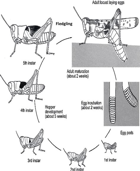 Locust Life Cycle