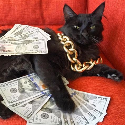 Old Money Cat Meme