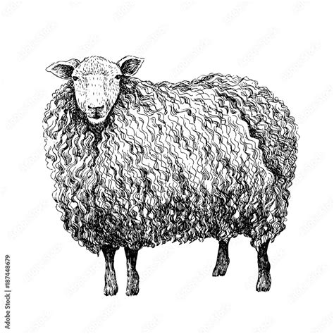 Sheep sketch style. Hand drawn illustration of beautiful black and ...