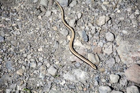 Baby adder snake stock photo. Image of dangerous, snake - 69261470