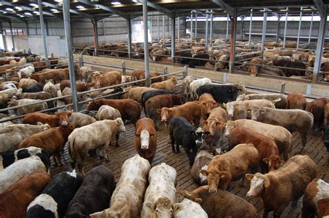 Beef trade: All quotes hold firm despite talk of dropping cow prices - Agriland.ie