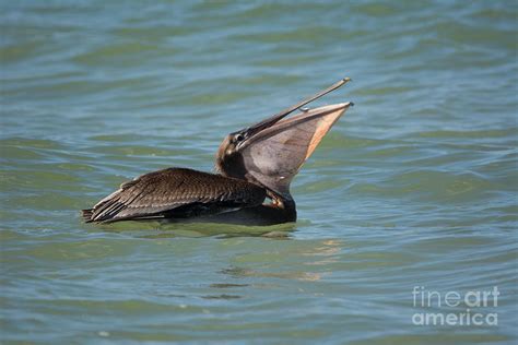 The Big Gulp Photograph by John Greco