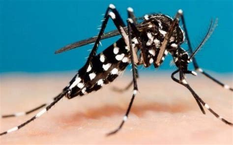 Mosquito Dengue | Curiosidades y Todo lo que Debes Saber