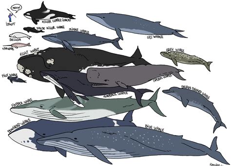 Whale Species by LauraRamirez on DeviantArt