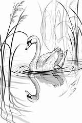 Swan Coloring Page Line Art  Premium AI Generated Image sketch template