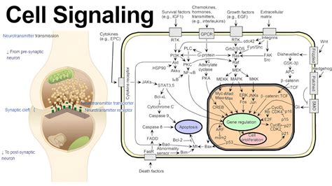 Cell Communication via Autocrine, Paracrine, Juxtacrine, and Hormone Signaling - YouTube