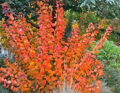 Cotinus coggygria 'Royal Purple' - BambooPlants.ca