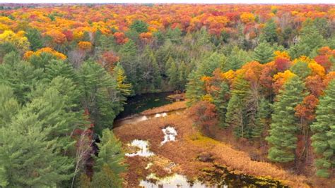 Northern Wisconsin's exceptionally colorful, breathtaking forests, aerial drone view from just ...