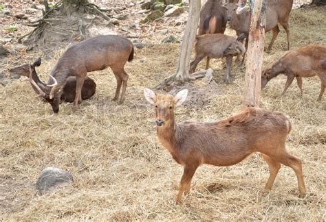 Sambar deer in forest at national park, ... | Stock image | Colourbox