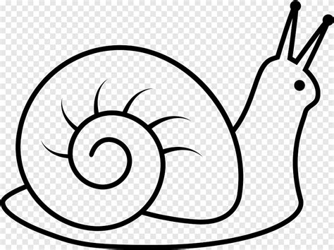 Free download | Slow Snail Drawing, Snail, cdr, white png | PNGEgg