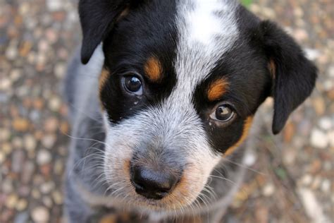 ITAP of my blue heeler puppy : itookapicture