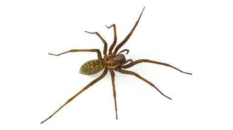 11 deadliest spiders | Live Science